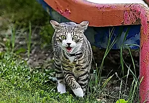 Почему кот ведёт себя странно