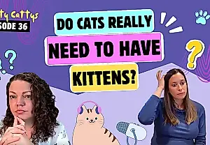 Gatos, embarazo y olores: qué conviene saber sobre la toxoplasmosis