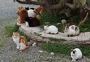 Esterilizar para evitar la catástrofe felina