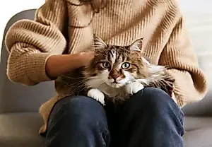 Как приучить кошку к ошейнику: 8 смешных шагов