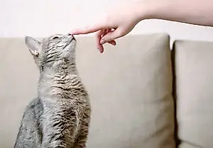 Можно ли научить кошек тому, что учат собак?