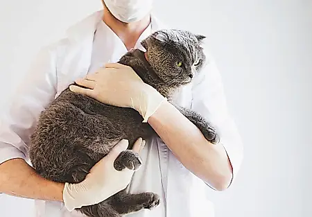 Los gatos ocultan sus enfermedades