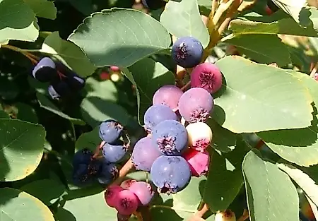Irga y aronia: plantación otoñal sin errores de jardín