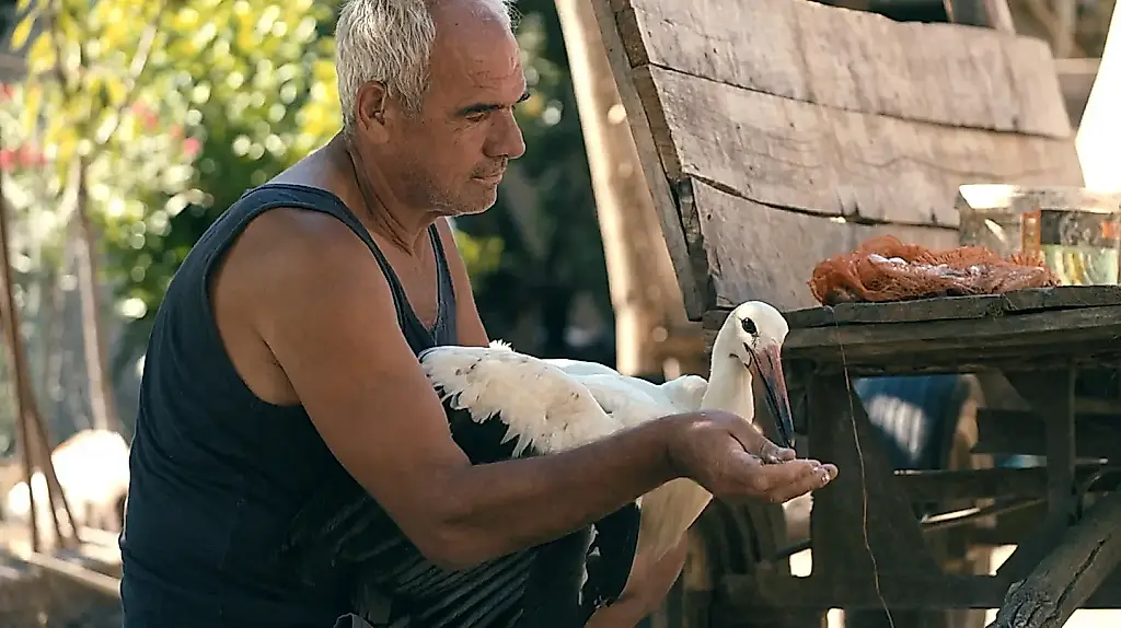 Триумф «Сказки о Сильяне» и катастроф в тропиках: итоги премии IDA