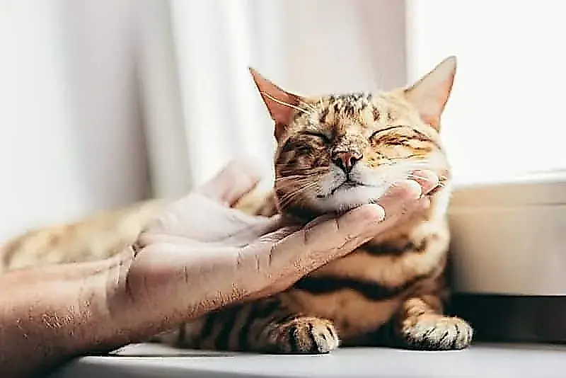 Почему некоторые кошки никогда не мурлычут (и это нормально)
