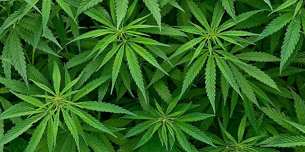 Las bebidas de cannabis como freno al alcohol