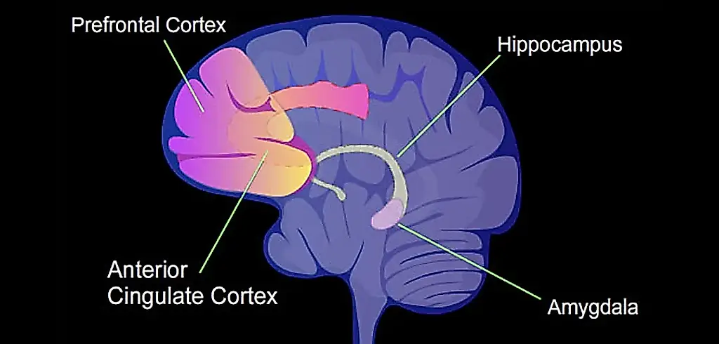 Alcohol y cerebro: una reacción oculta