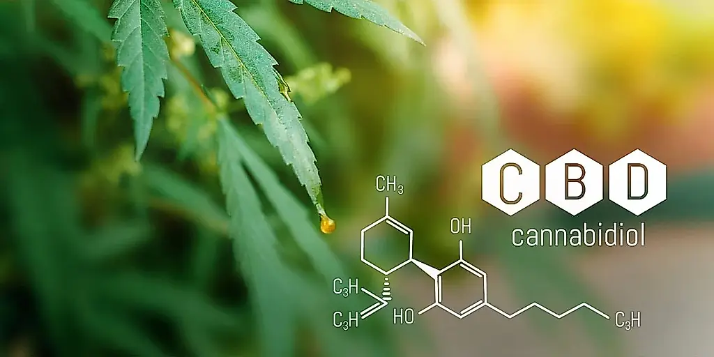 El cannabidiol y la protección del cerebro