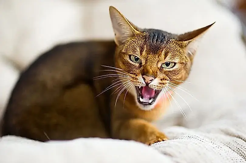 Cuando el gato decide vigilarlo todo