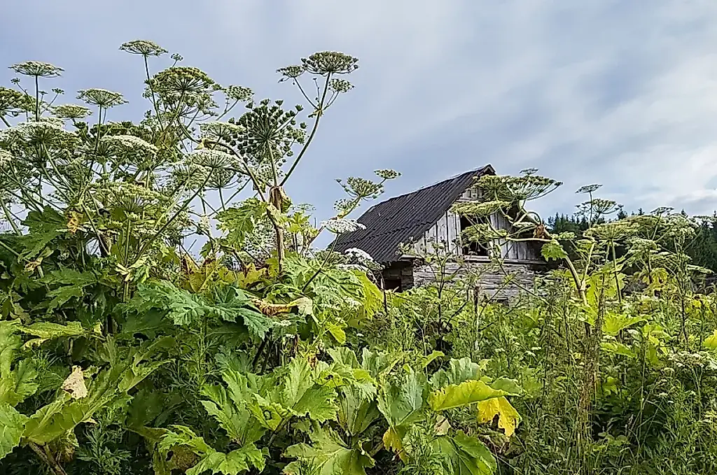 Cuando la hogweed se apodera de las casas de campo