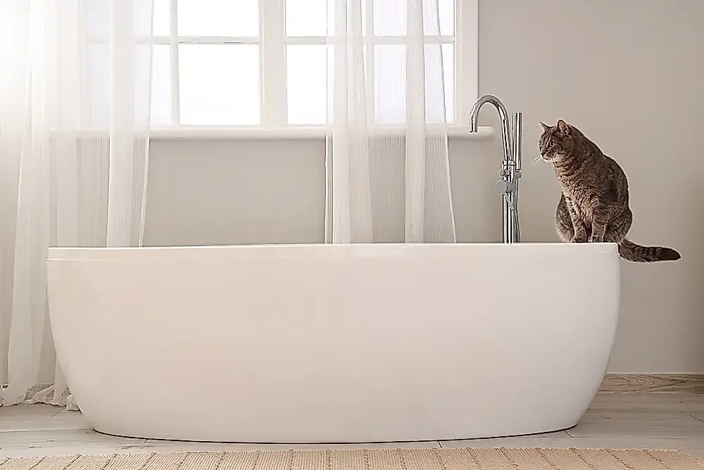 ¿Necesitan bañarse los gatos?