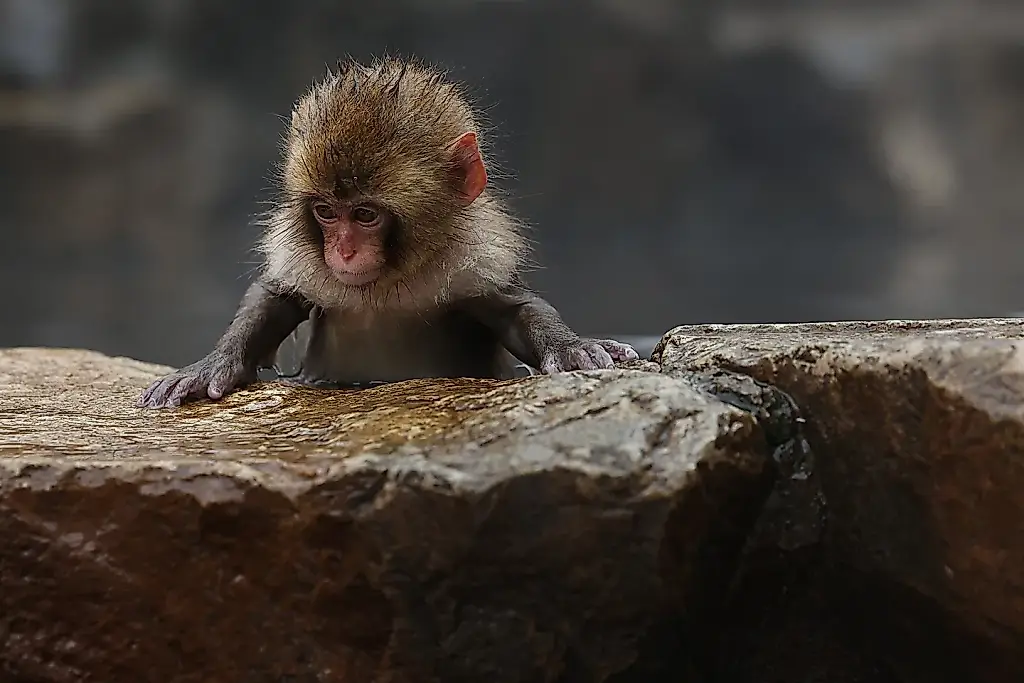 Un pequeño macaco, un gran corazón