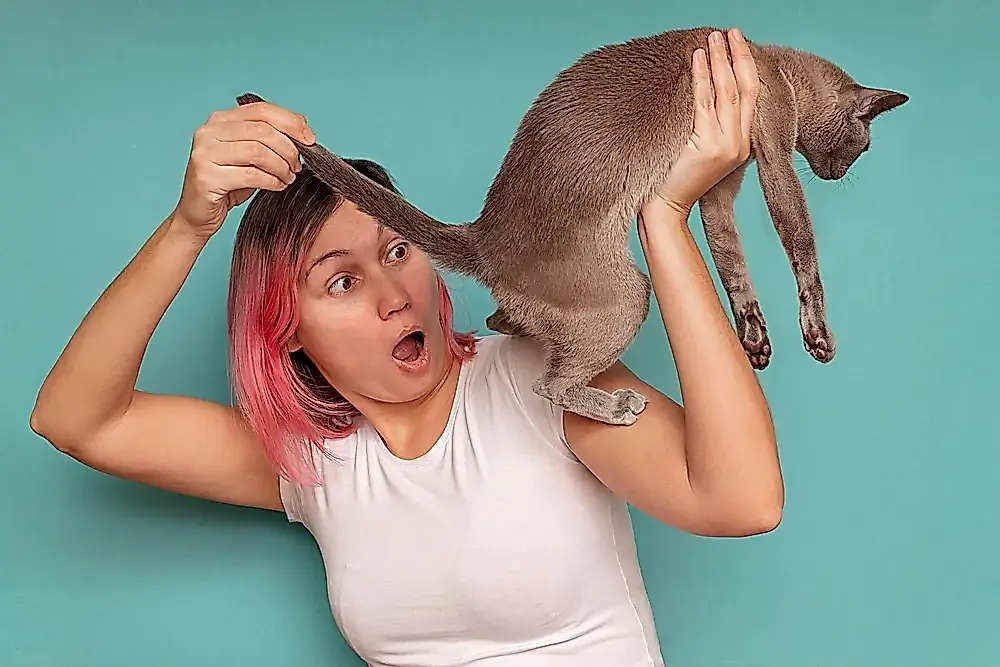 Por qué tiene el gato el trasero rojo