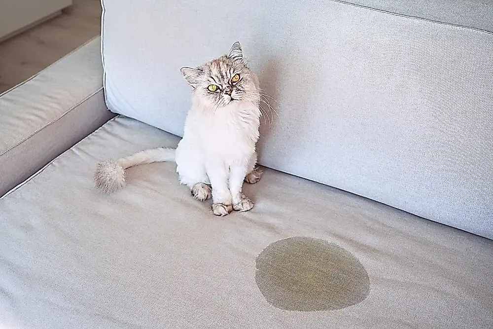 Por qué los gatos marcan los muebles