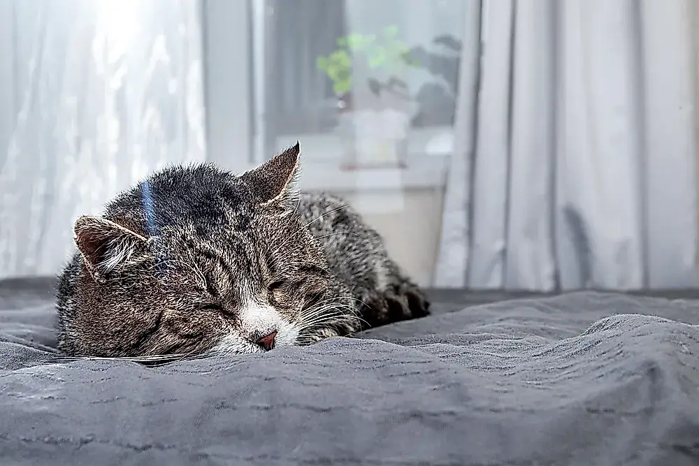 Cuando un gato cambia sus hábitos