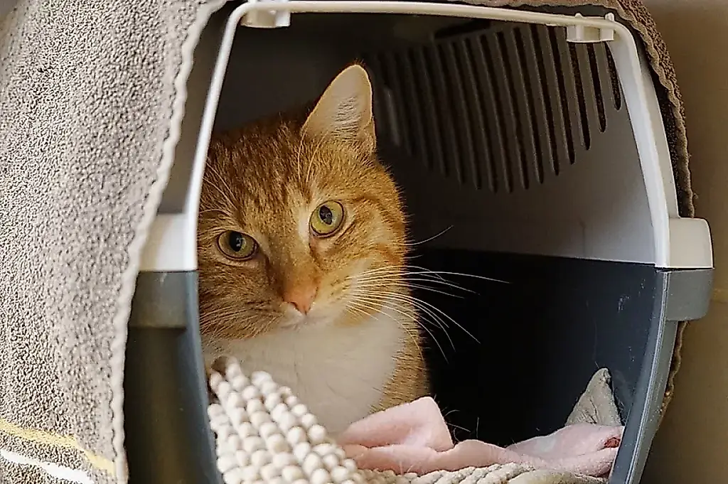 Cómo sobrevivir al viaje a la casa de campo con tu mascota