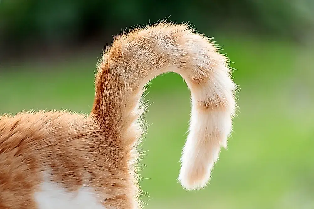 ¿Por qué tiene tu gato una cola tan larga?