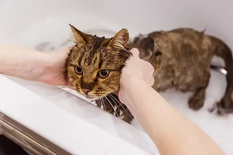 Ядовит ли шампунь для вашей кошки? Осторожно, опасные ингредиенты!