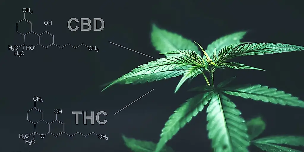 CBD, cafeína y THC: por qué esta mezcla es peligrosa