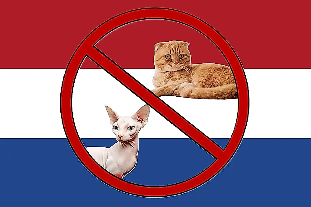 Países Bajos prohíbe los esfinges y los scottish fold para proteger a los animales