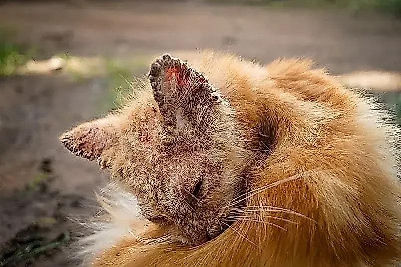 Sarna en los gatos callejeros: una epidemia a cuatro patas