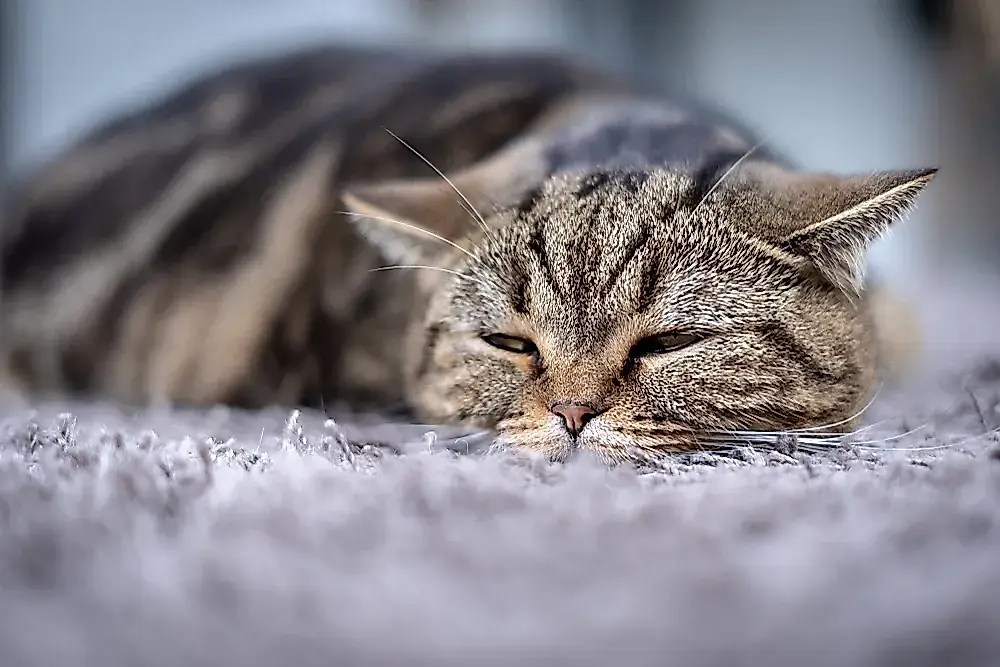Por qué los gatos se van de repente