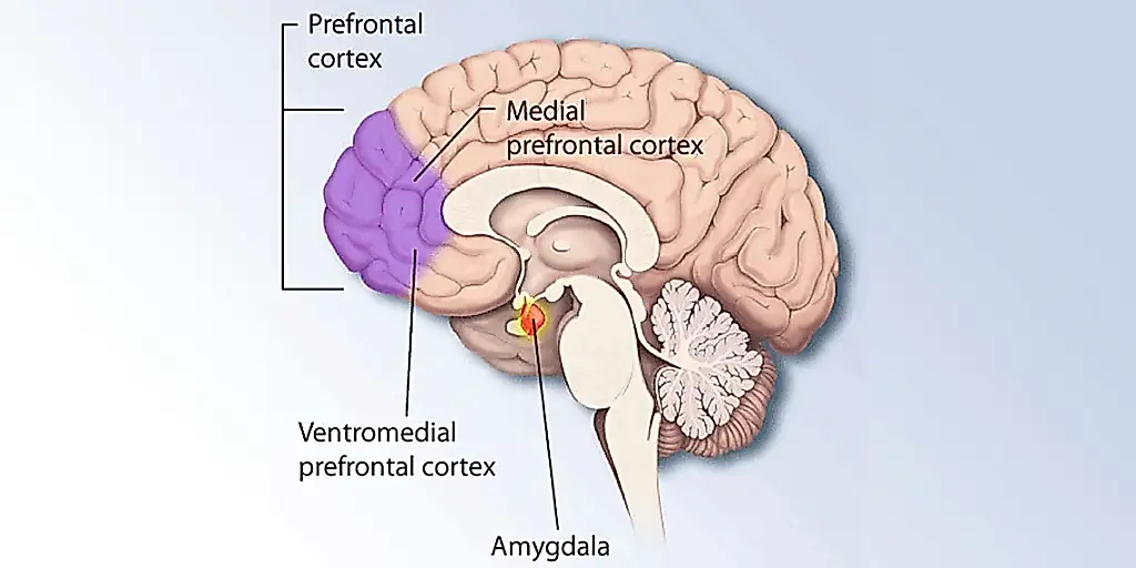 El cerebro que nos deja en evidencia