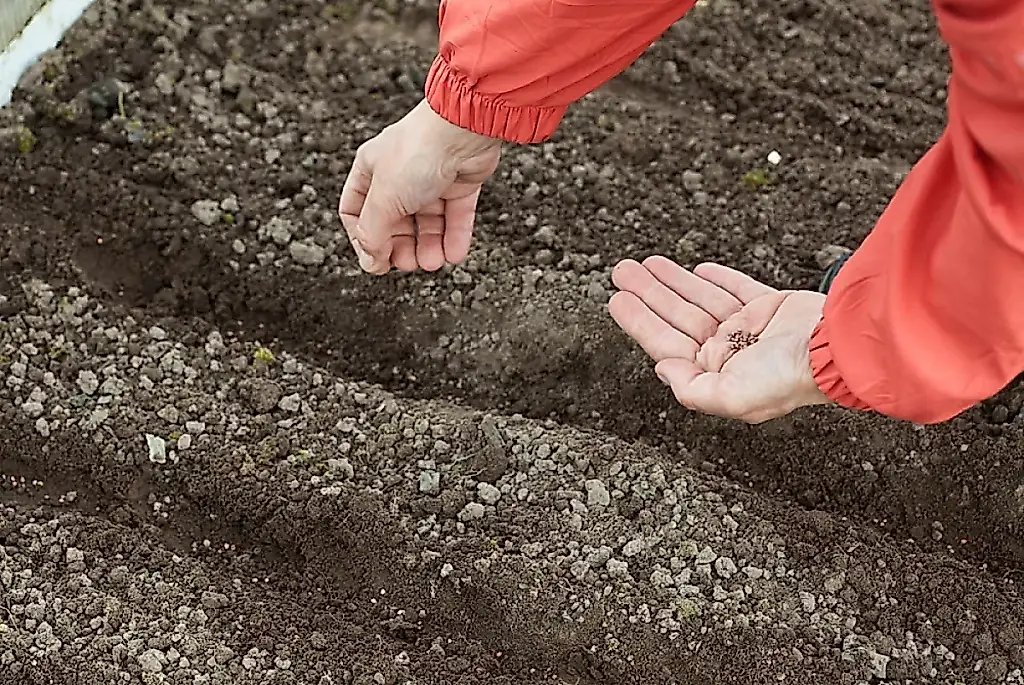 Por qué no germinan las zanahorias