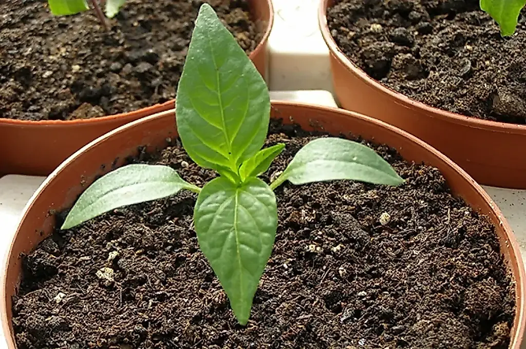 El pimiento, a toda velocidad