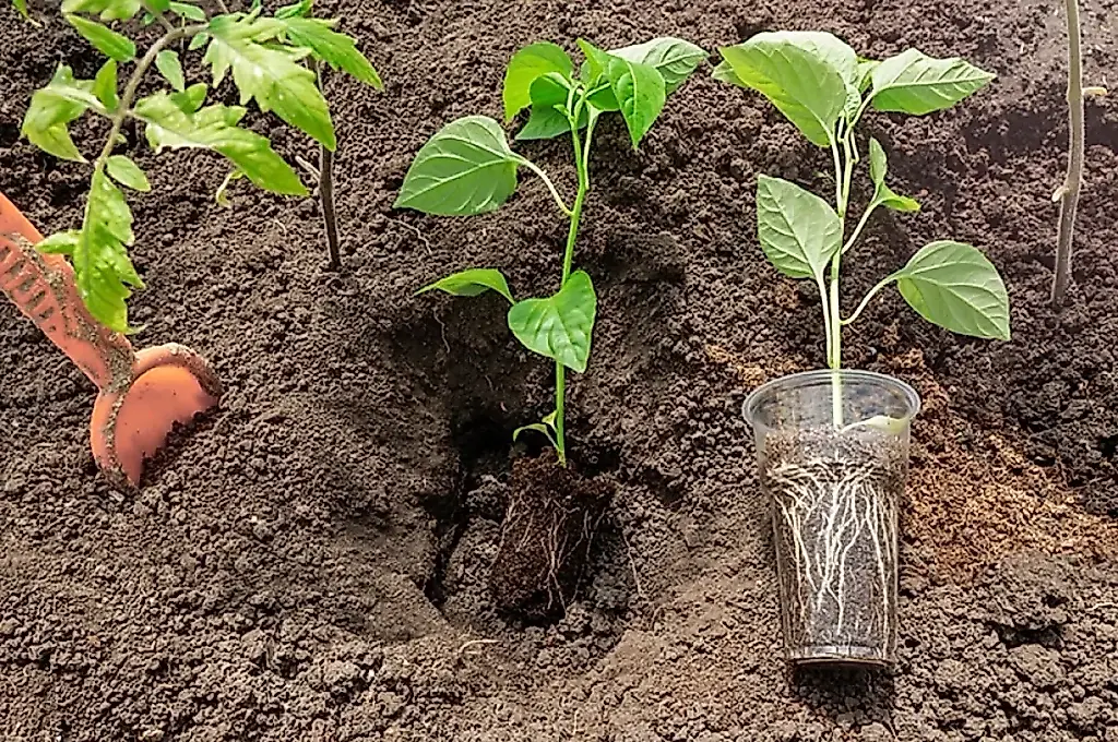 Pimientos tardíos: salvemos la cosecha