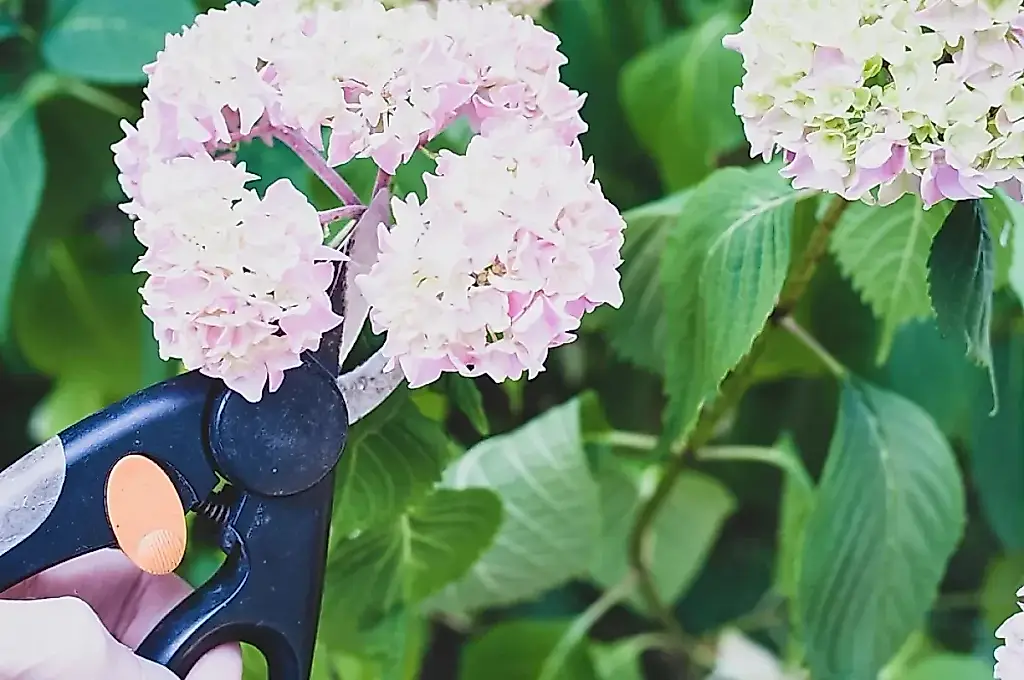 Poda primaveral de hortensias: convierte el arbusto en una preciosidad