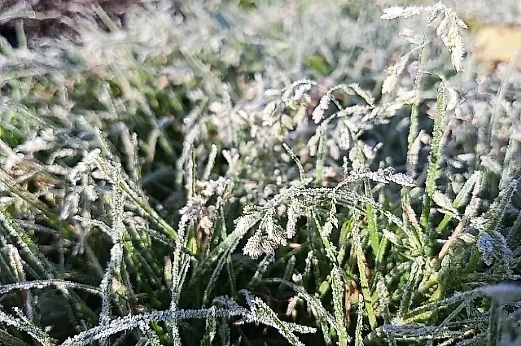El nitrógeno mata: cómo salvar el jardín de las heladas