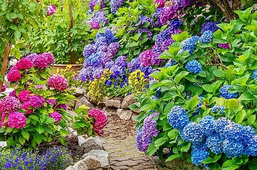 Poda de hortensias en abril: tijeras en mano