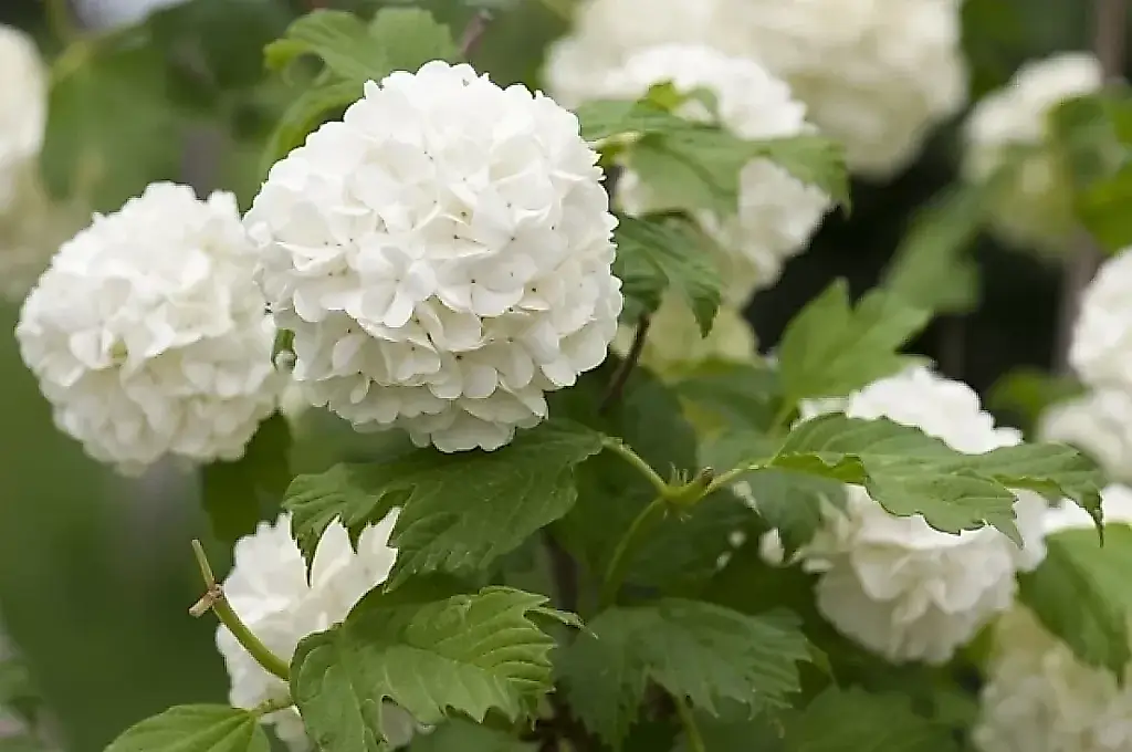 Las ramas que tiras pueden darte todo un jardín