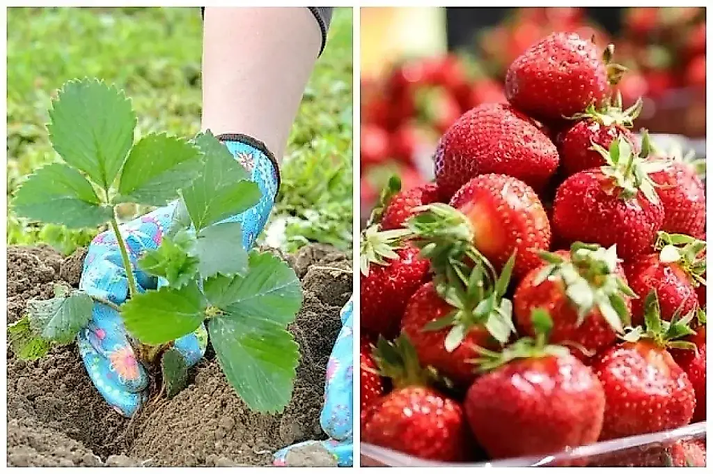 Tres variedades tempranas de fresa recomendadas por la agrónoma Voinkova