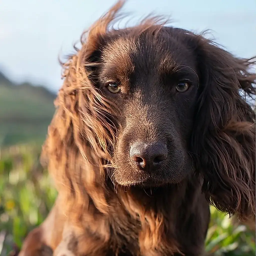 William y Kate ponen nombre a su perro