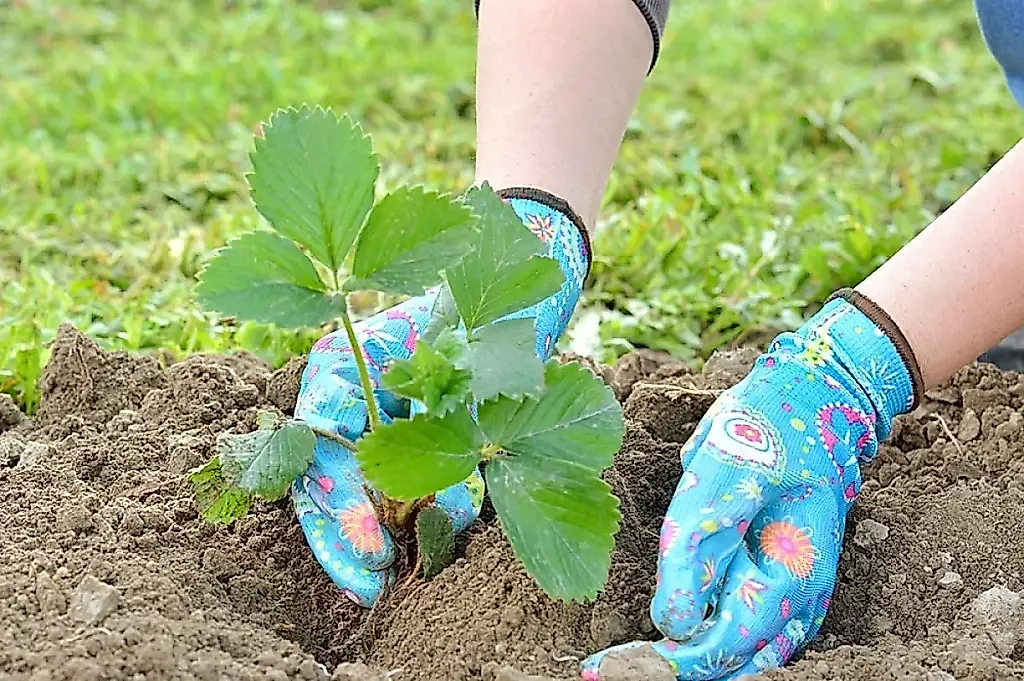 Qué significan CSD, NSD y DSD en las plantas de fresa: desciframos las siglas y repasamos las mejores variedades de la temporada