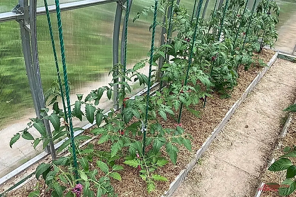 Cómo evitar cargarte los plantones en el invernadero
