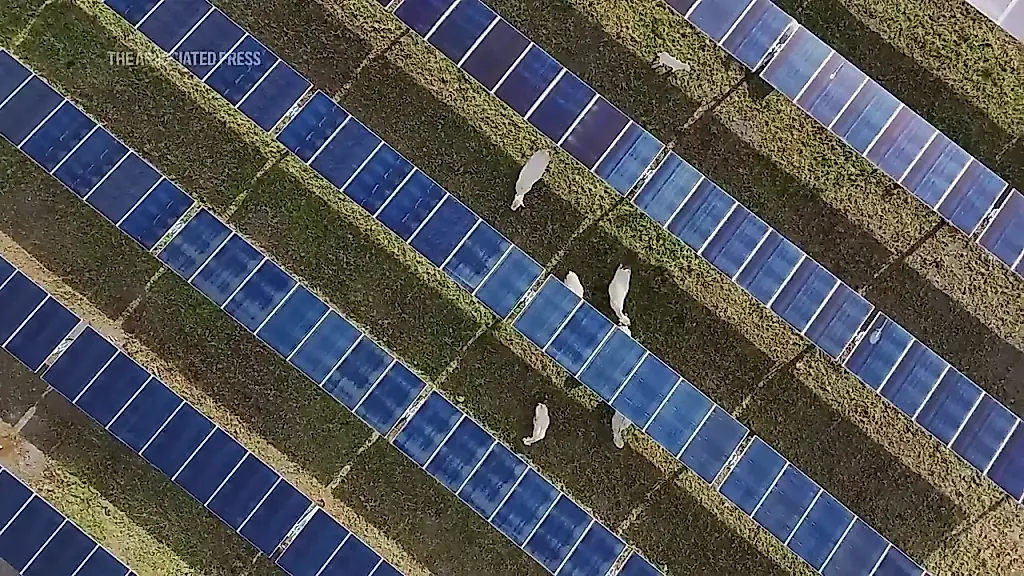 El primer «rancho solar» de EE. UU. protege al ganado y ahorra miles de millones de dólares