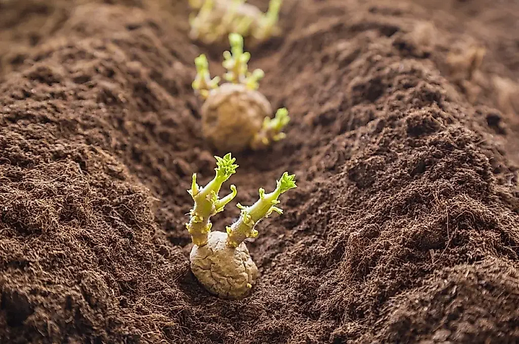 Cuándo plantar patatas: señales de la naturaleza y errores de principiantes