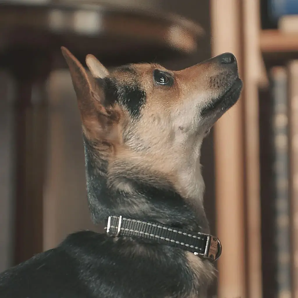 El perro de Camilla y las bestias salvajes entregan una carta
