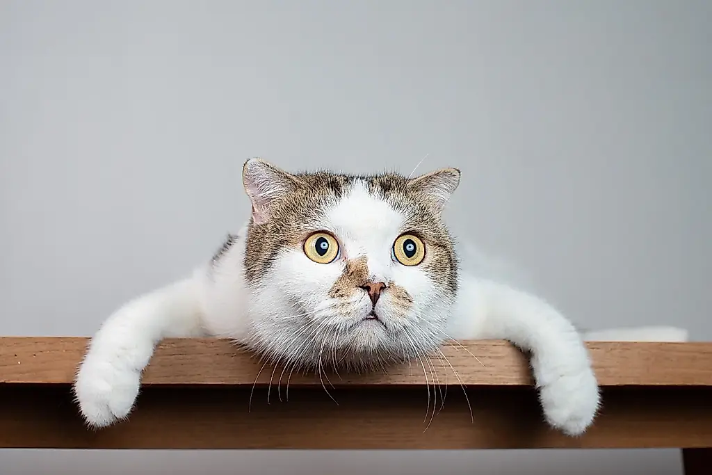 Связаны ли кошки с шизофренией?