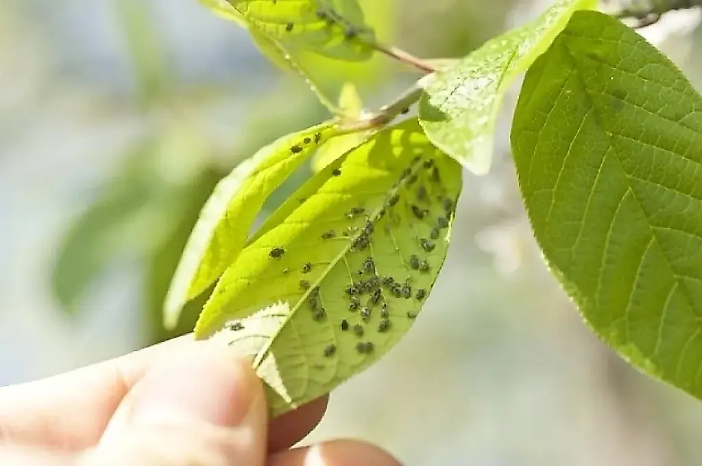 Agrónomos explican cómo proteger los groselleros de los pulgones en primavera