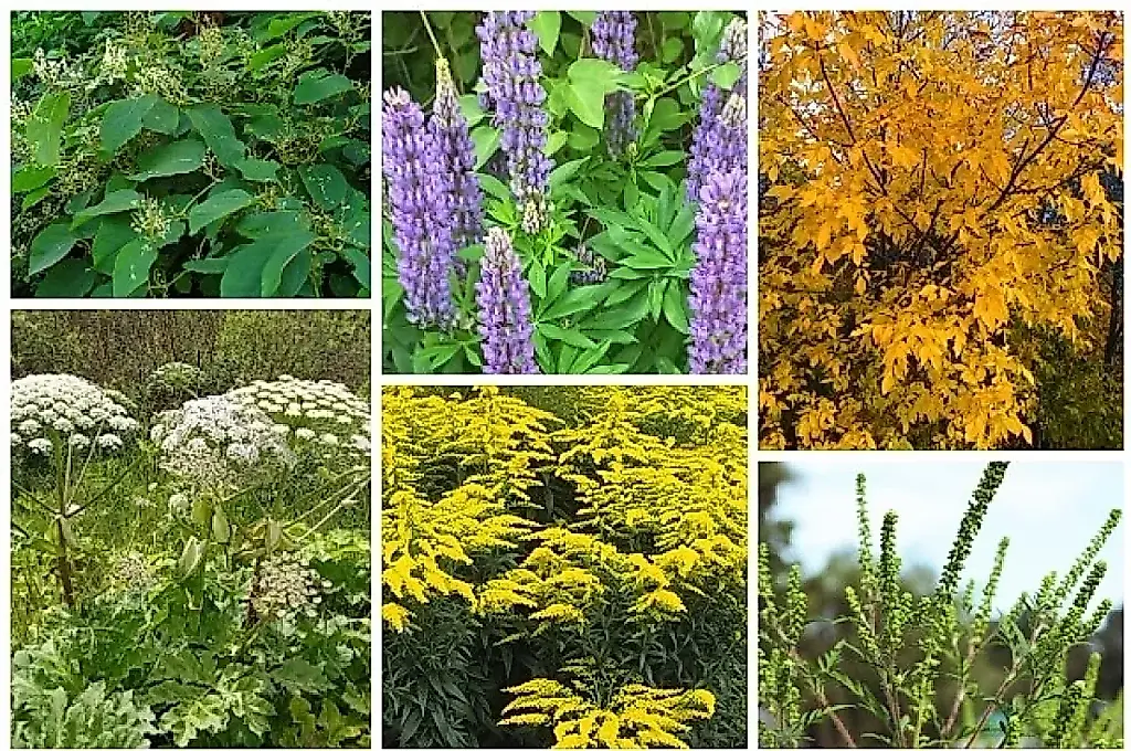 Plantas invasoras: invasores silenciosos