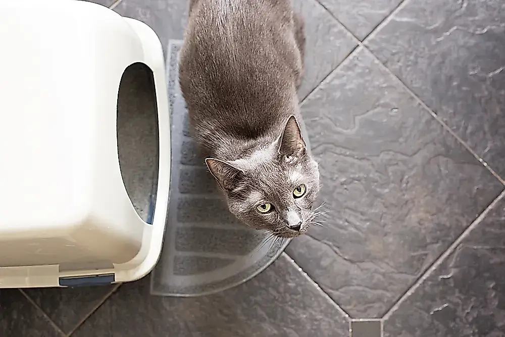 Por qué para librarse del arenero del gato hace falta una máscara antigás