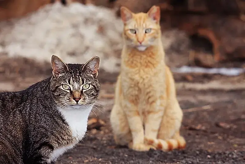 Qué necesitan los gatos ferales
