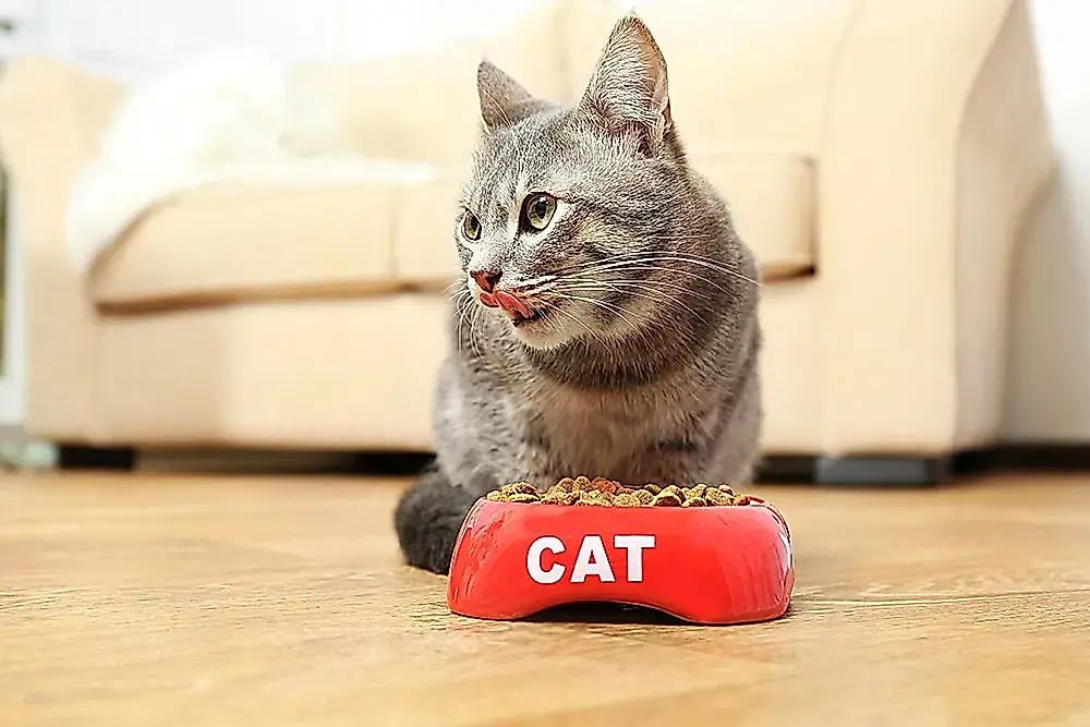 Por qué vomita el gato después de comer