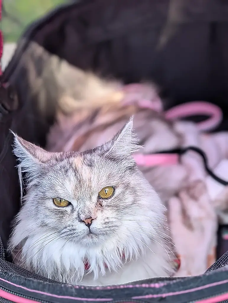 Kizzy, la gata: una profesional peluda y toda una estrella