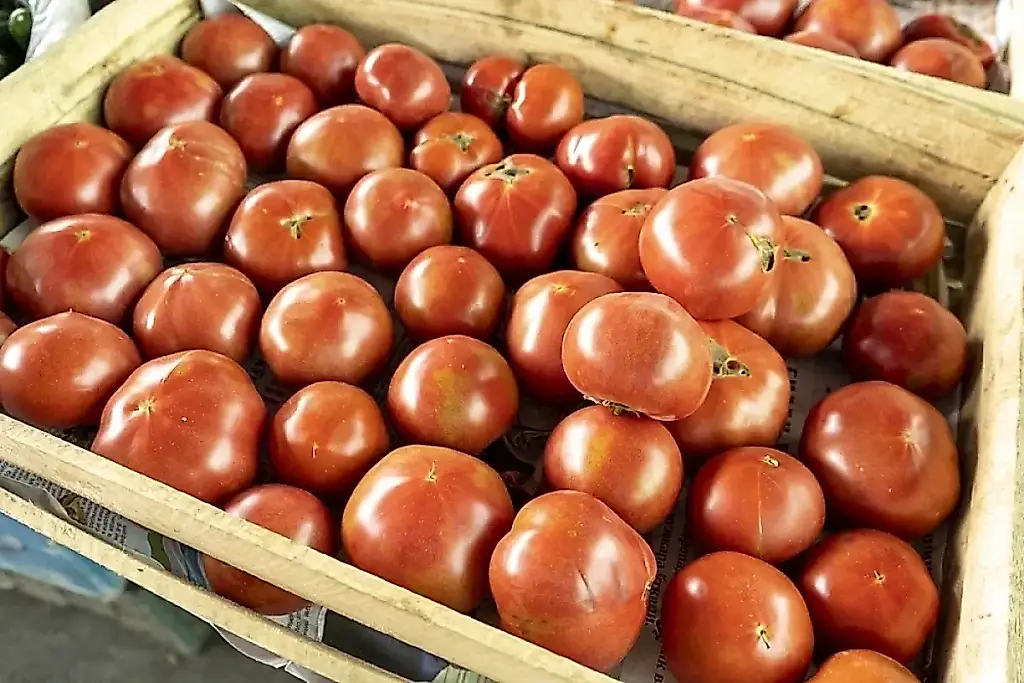 Un agrónomo desvela el secreto para obtener una doble cosecha de tomates