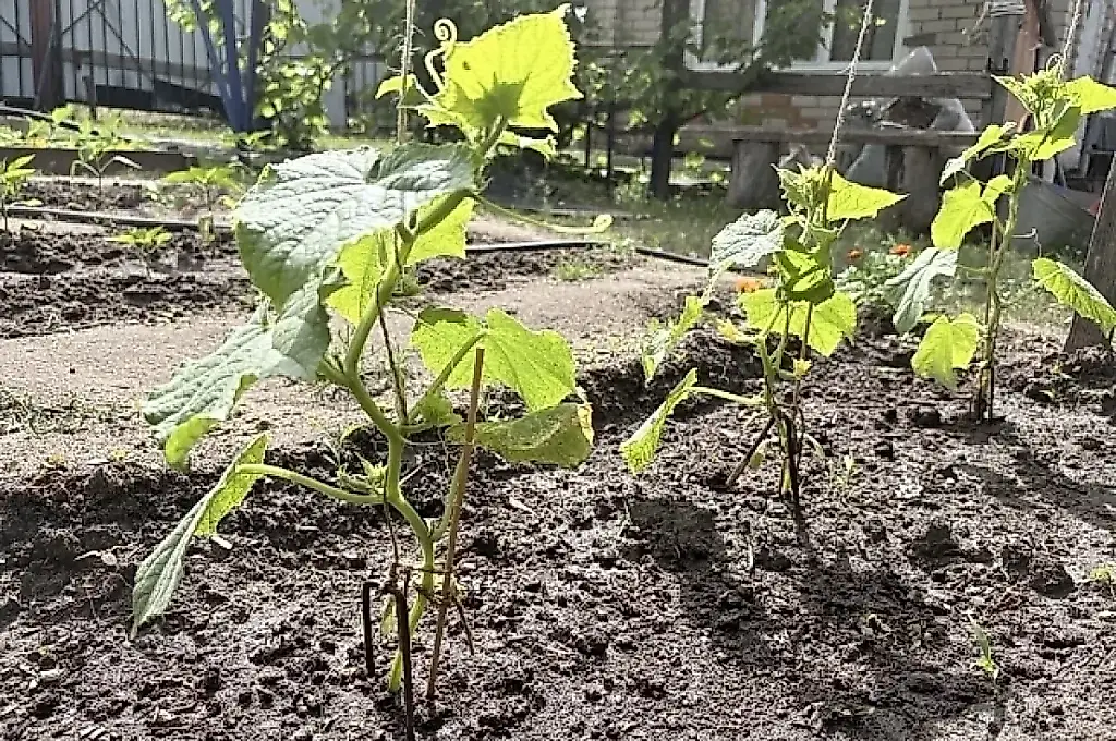 Por qué mueren la mitad de los pepinos: lo explica el agrónomo Teréntiev